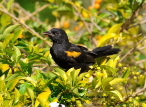 Aves de Jaú com Libras