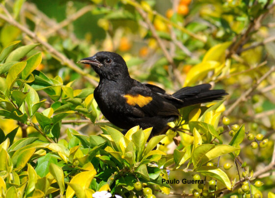 Aves de Jaú com Libras