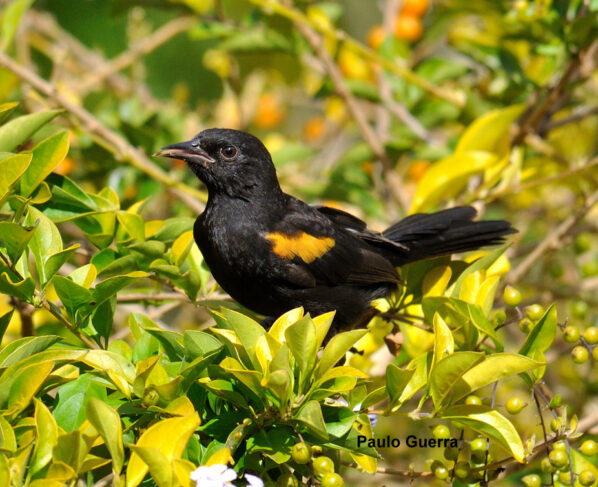 Aves de Jaú com Libras